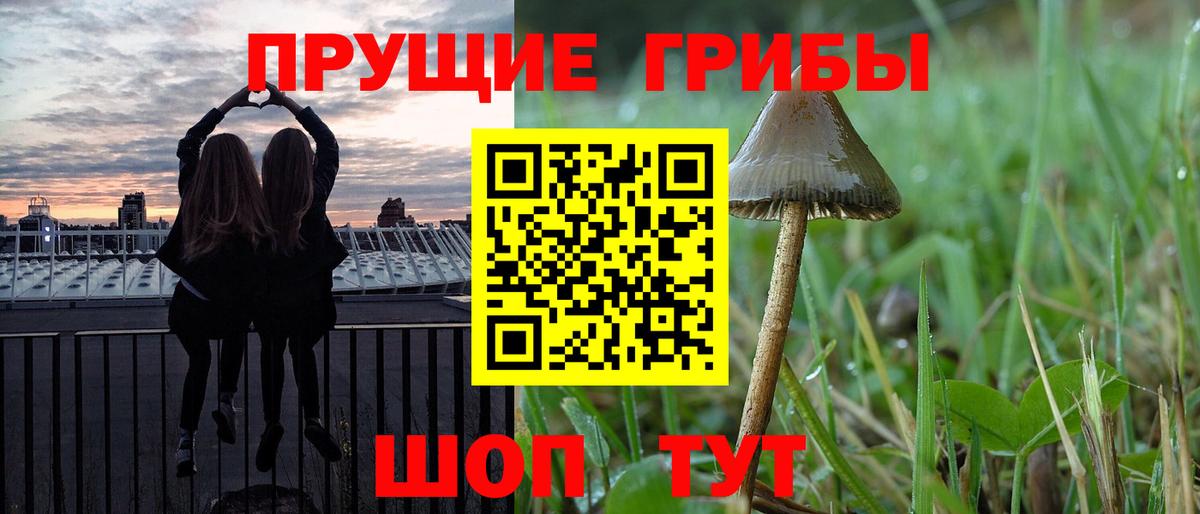 Малгобек  Галлюциногенные грибы Psilocybe  Вход с VPN 
